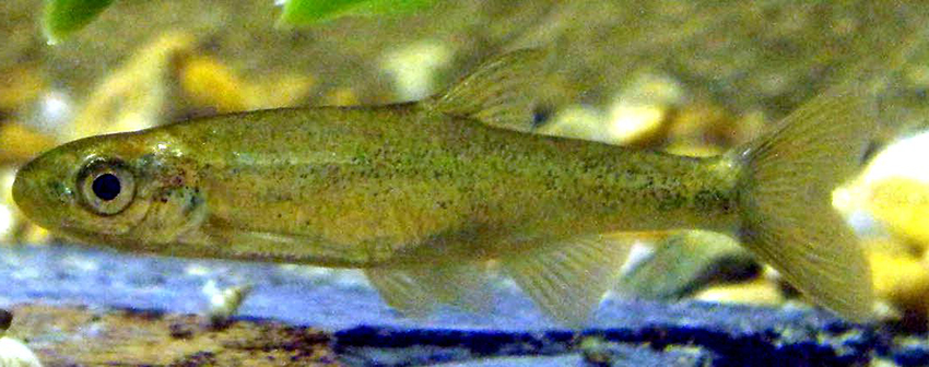 Anaecypris hispanica_03.jpg